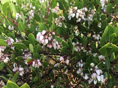 Arctostaphylos densiflora