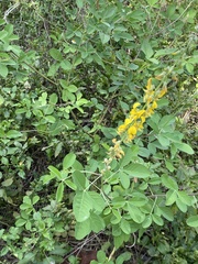 Crotalaria