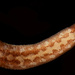 Heptacyclus virgatus - Photo (c) smithsonian_marinegeo, algunos derechos reservados (CC BY-NC-SA), subido por smithsonian_marinegeo
