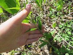Borodinia canadensis