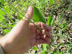 Borodinia canadensis