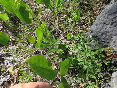 Borodinia canadensis