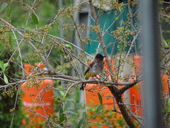 Pycnonotus barbatus layardi