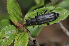 Grammoptera abdominalis