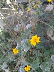 Simsia lagasceiformis