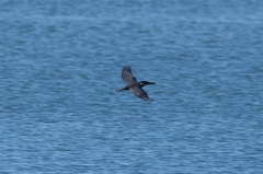 Megaceryle maxima maxima