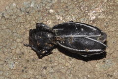 Dorcadion fuliginator