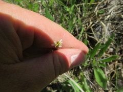 Arabis pycnocarpa