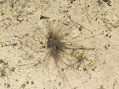 Bulbostylis ciliatifolia