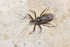 Sphedanolestes lividigaster