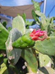 Opuntia cochenillifera