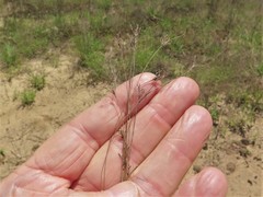 Bulbostylis ciliatifolia