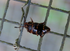 Episcaphula tamburinea