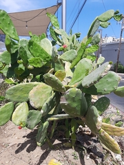 Opuntia cochenillifera