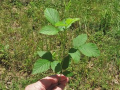 Rubus enslenii