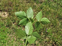 Rubus enslenii