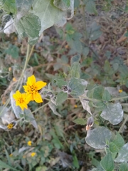 Simsia lagasceiformis