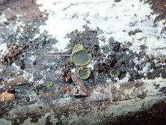 Dermateaceae