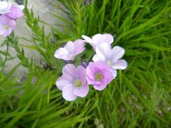 Linum hypericifolium