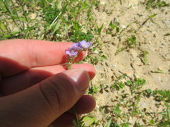 Phacelia gilioides