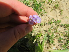 Phacelia gilioides