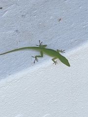 Anolis carolinensis