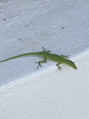 Anolis carolinensis