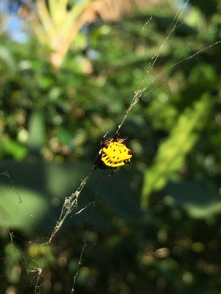 Gasteracantha image