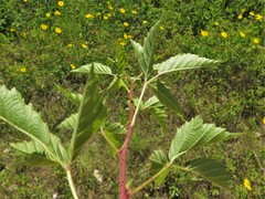 Rubus leviculus