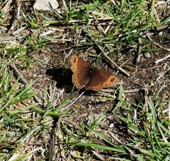 Erebia triarius