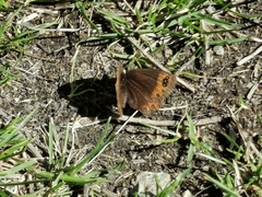 Erebia triarius