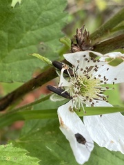 Scythris fuscicomella