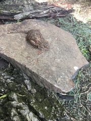 Agama aculeata distanti