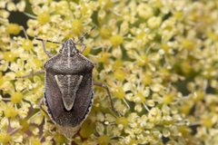 Eudolycoris alluaudi