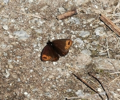 Erebia triarius
