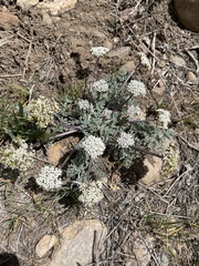 Lomatium nevadense