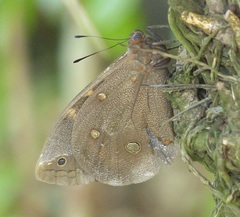 Brassolis sophorae vulpeculus