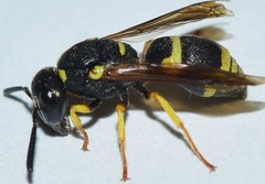 Stenodynerus fastidiosissimus