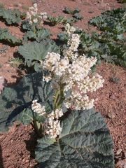 Rheum ribes