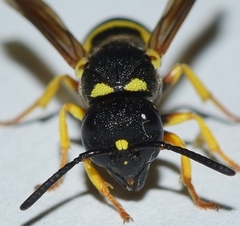 Stenodynerus fastidiosissimus