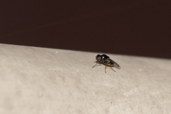 Diptera