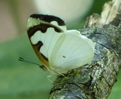 Dynamine myrrhina