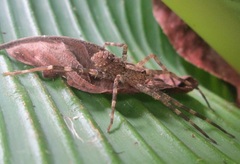 Acanthoctenus