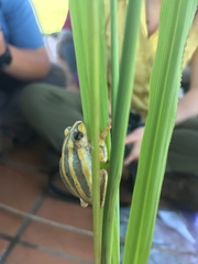 Hyperolius marmoratus taeniatus