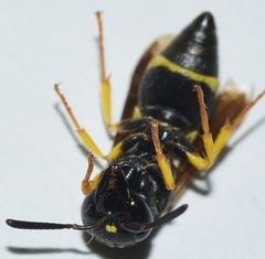 Stenodynerus fastidiosissimus