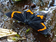 Barbicornis basilis mona