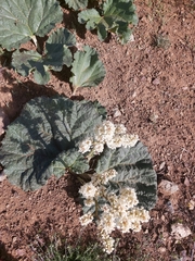 Rheum ribes