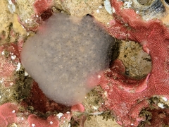 Eudistoma ritteri