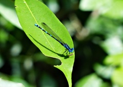 Argia serva