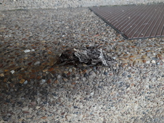 Lepidoptera